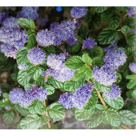 Ceanothus Thyrsiflorus Repens (Californian Lilac) 2L - image 2