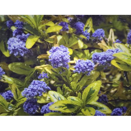 Ceanothus Thysiliflous El Dorado 5L - image 2