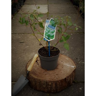 Ceanothus x Delilanus Gloire de Versailles (Californian Lilac) 2L - image 1