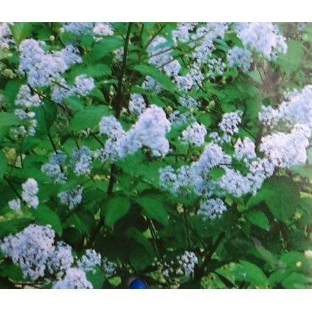 Ceanothus x Delilanus Gloire de Versailles (Californian Lilac) 2L - image 2