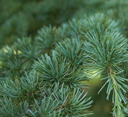 Cedrus Atlantica Glauca - 200L- 400cm 