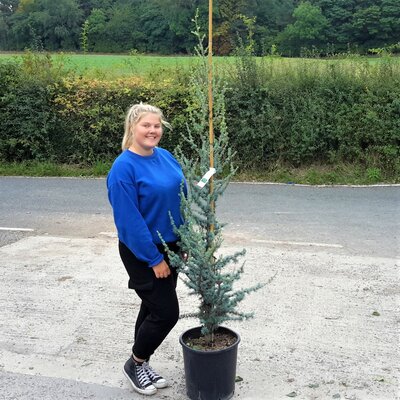 Cedrus Atlantica Glauca - 25L - 150cm