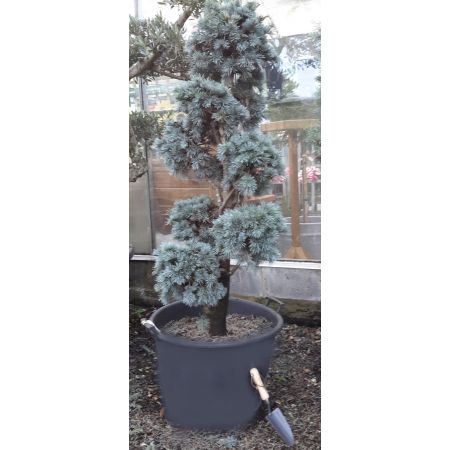 Cedrus Atlantica Glauca - Pom Pom style