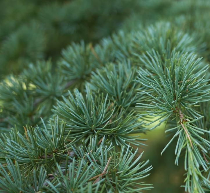 Cedrus Atlantica Glauca - pom-pom shape- 1.5m - Windlestone Nursery ...