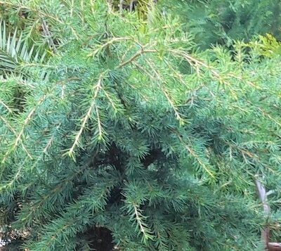 Cedrus Deodara - 9L - 100cm