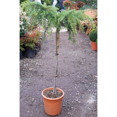 Cedrus Deodara Feeling Blue - 1/2 Std - 0.8m