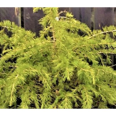 Cedrus Deodara Golden Horizon - 1/2 Std