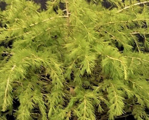 Cedrus Deodara Golden Horizon - 30L - 1/2 Std.  - 1.2m