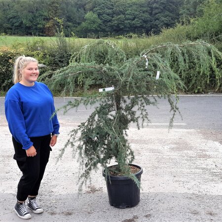 Cedrus Deodara Pendula - feathered  - 50L - 1.5m