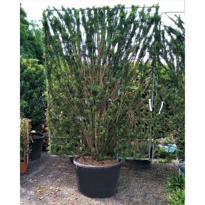 Cephalotaxus Harringtonia - 160L - on metal frame