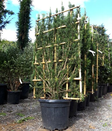 Cephalotaxus Harringtonia - 55L - on bamboo frame - image 2