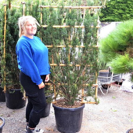 Cephalotaxus Harringtonia - 55L - on bamboo frame - image 1