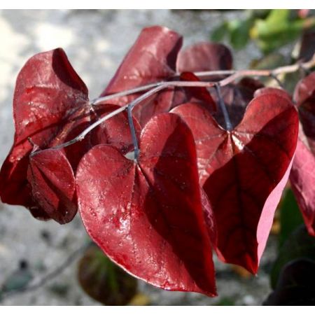 Cercis Canadensis 'Forest Pansy'- 15L