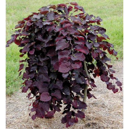 Cercis Canadensis 'Ruby Falls'