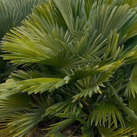 Chaemaerops Humilis Compacta  - 7,5L