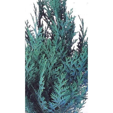 Chamaecyparis Lawsoniana Van Pelt's Blue 2L - image 2