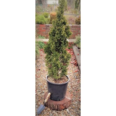 Chamaecyparis Obtusa Nana Gracilis - 9L