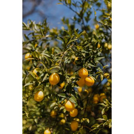 Citrus Lemon Tree - 1/4 Std - 12L
