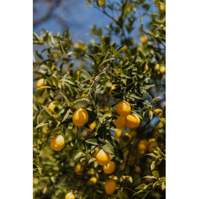 Citrus Lemon Tree - 1/4 Std - 12L