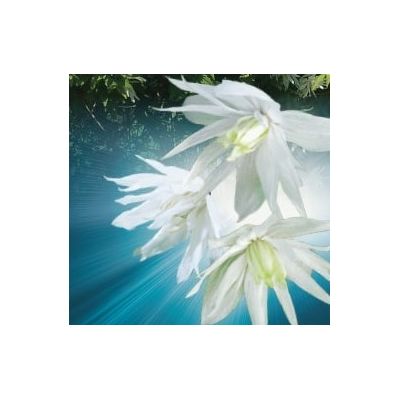 Clematis Alpina 'Albina Plena' - image 2