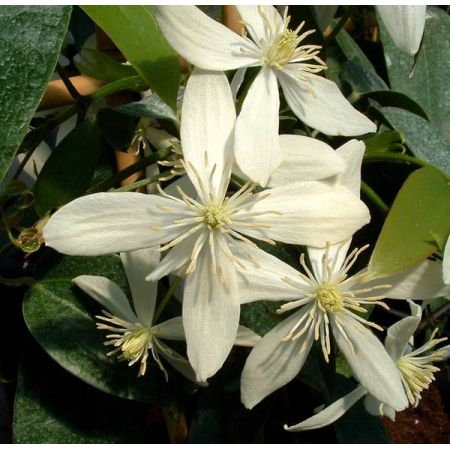 Clematis 'Armandii'