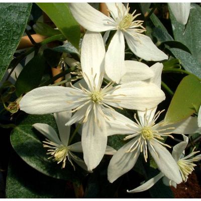 Clematis 'Armandii'