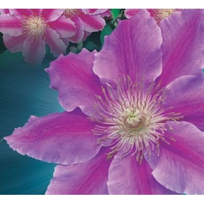 Clematis 'Dr. Ruppel' - image 2