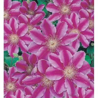 Clematis 'Dr. Ruppel' - image 1