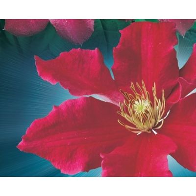 Clematis 'Ernest Markham' - image 2