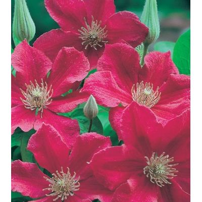 Clematis 'Ernest Markham' - image 1