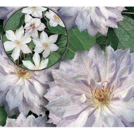 Clematis 'Jackmanii Alba' - image 1