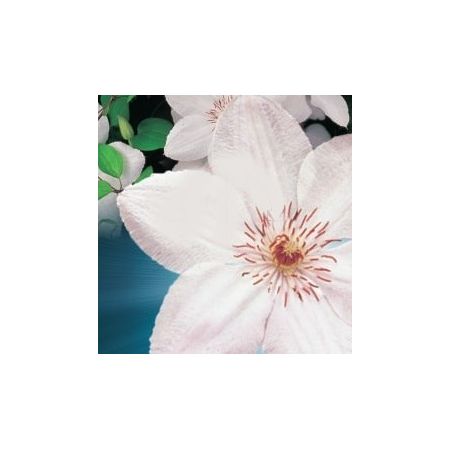 Clematis 'John Paul II' - image 2