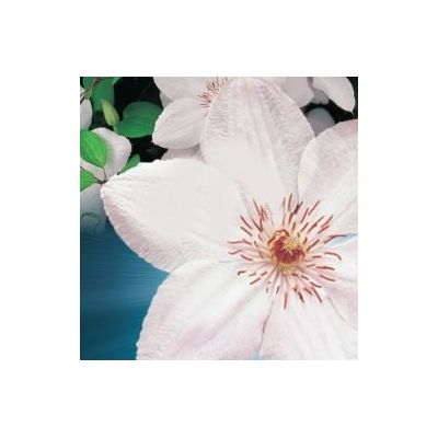 Clematis 'John Paul II' - image 2