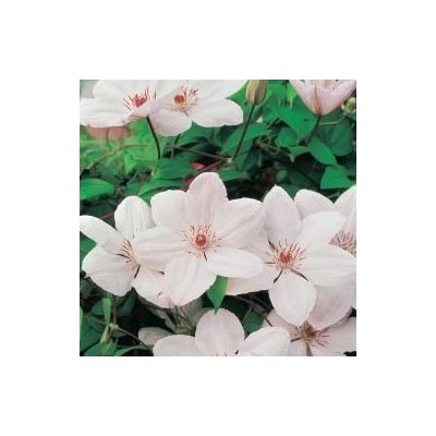 Clematis 'John Paul II' - image 1