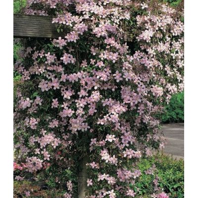 Clematis Montana 'Fragant Spring' - image 1