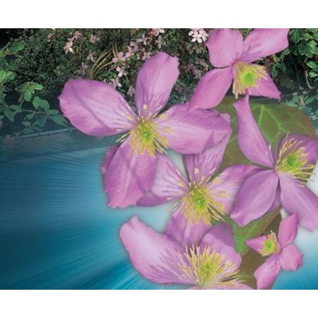 Clematis Montana 'Fragant Spring' - image 2