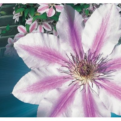 Clematis 'Nelly Moser' - image 2