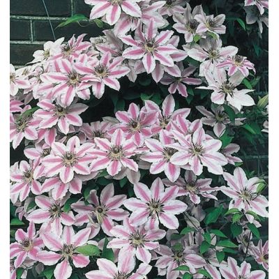 Clematis 'Nelly Moser' - image 1