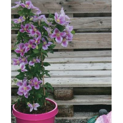 Clematis 'Piilu' - image 1