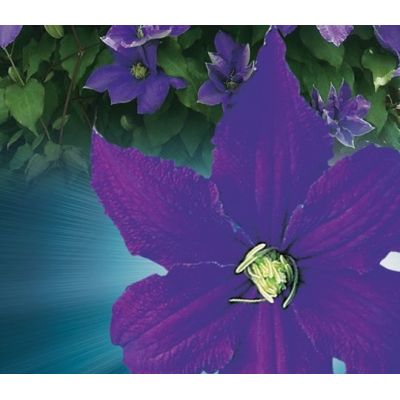 Clematis 'Rhapsody' - image 2