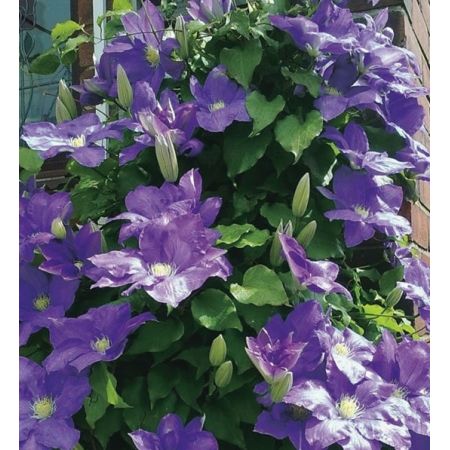 Clematis 'Rhapsody' - image 1