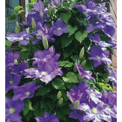 Clematis 'Rhapsody' - image 1