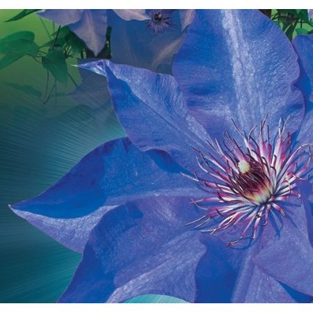 Clematis 'The President' - image 2