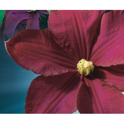 Clematis 'Warszawska Nike' - image 2