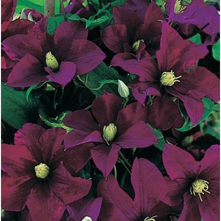 Clematis 'Warszawska Nike' - image 1