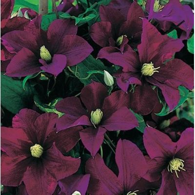 Clematis 'Warszawska Nike' - image 1