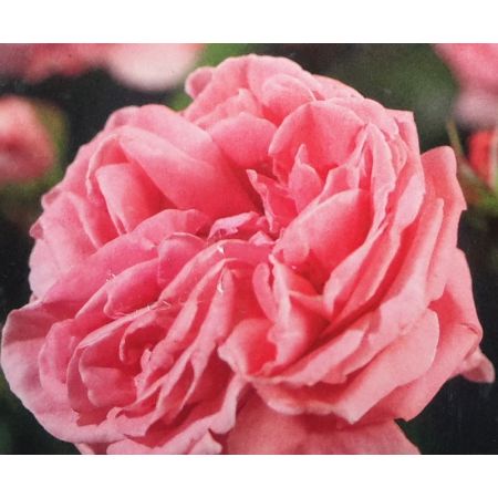 Climbing Rose 'Coral Dawn' 3L