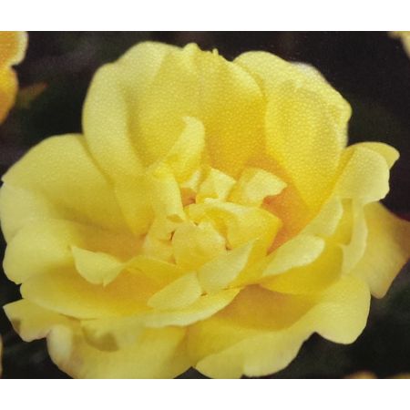 Climbing Rose 'Golden Showers' 3L