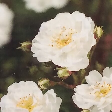 Climbing Rose 'Guerlain de Amour'