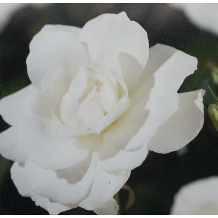 Climbing Rose 'Iceberg' 3L